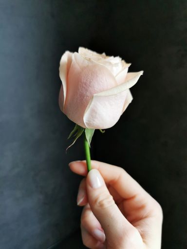 A female hand holding a light orange rose on a dark background