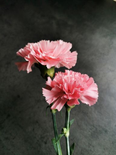 A closeup shot of pink carnation flowers on a gray background