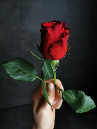 A female hand holding a bright red rose on a dark background