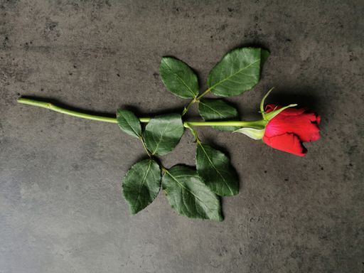 A top view of a red rose on a gray background