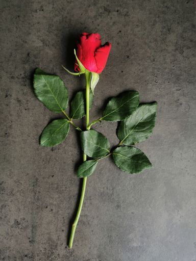 A top view of a red rose on a gray background