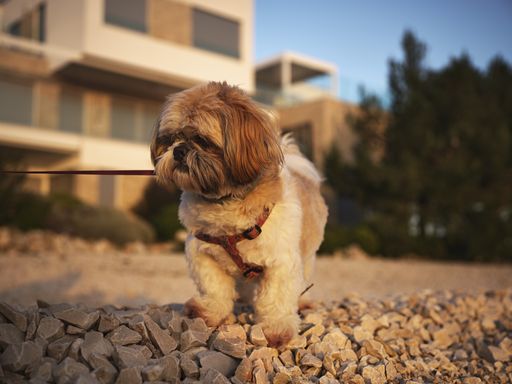 A closeup shot of a cute dog