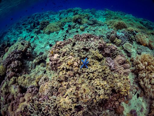 A mesmerizing underwater shot of coral reefs and a blue starfish