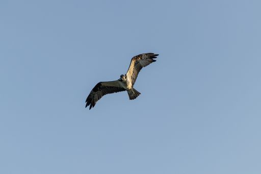 A majestic shot of an osprey bird flying freely with wings spread and a blue sky in the background.