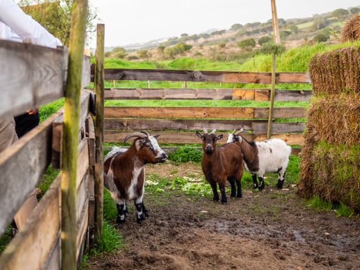 A selective focus shot of brown and white goats next to wooden fences
