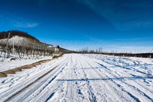 A beautiful shot of a roadway that goes through a vineyard and splits it into two parts