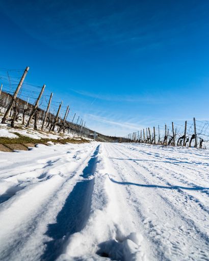 A vertical shot of a roadway that goes through a vineyard and splits it into two parts