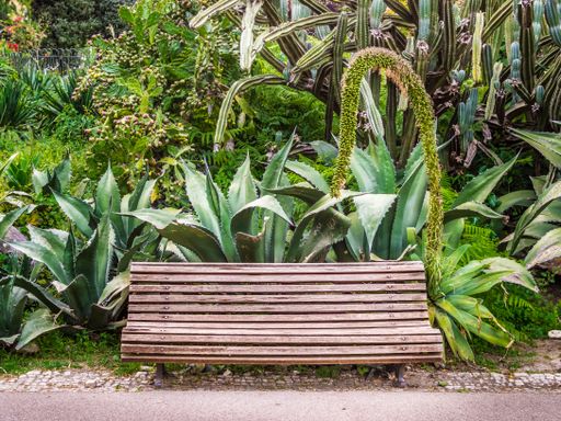 A front vie sho of a wooden bench with tall green plants in the background