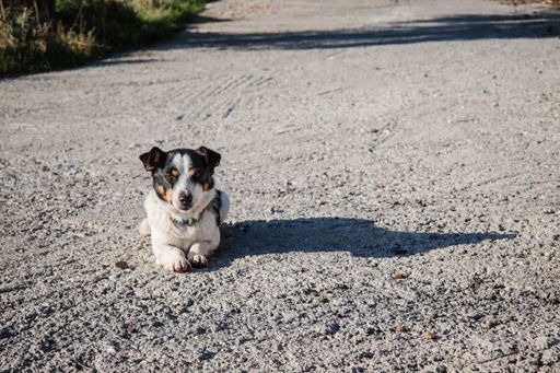 A closeup of a cute dog laying on the ground