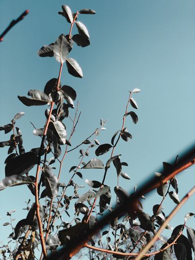 A low angle vertical shot of tree branches with leaves and a blue sky
