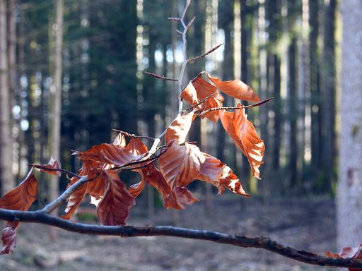 A selective focus shot of tree branch with dry leaves