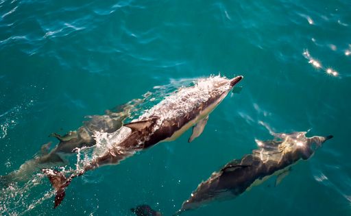 High angle shot of three bottlenose dolphins frolic in the clear waters of Cook Strait near Wellington in New Zealand