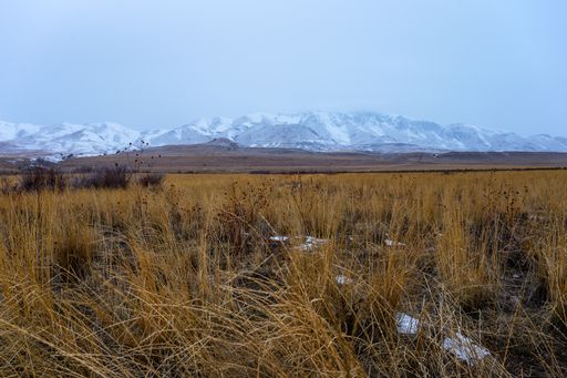 A panoramic shot of a grassland with  snow covered mountains in the background
