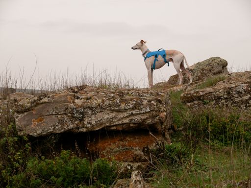 A greyhound dog in a special costume standing on a rock