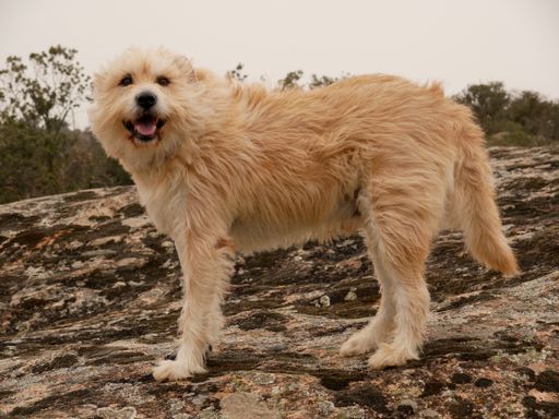 A closeup shot of a cute Dutch Smoushond dog standing on a rock
