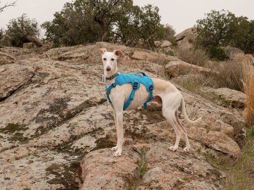 A greyhound dog in a special costume standing on a rock