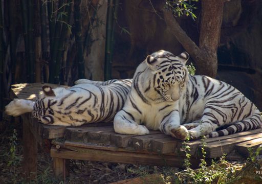 Male and female white tigers rest in zoo habitat.