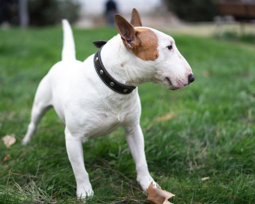 A bull terrier dog in a field