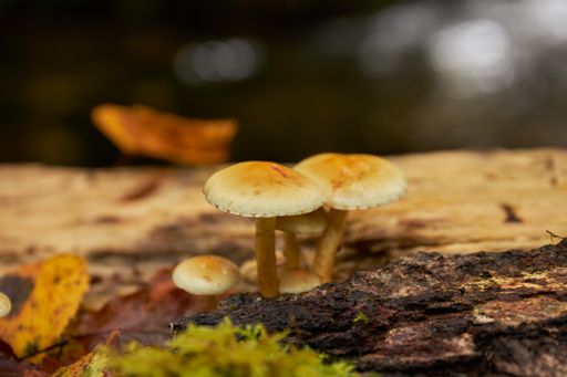 A selective focus shot of mushrooms growing on the trunk of a fallen tree