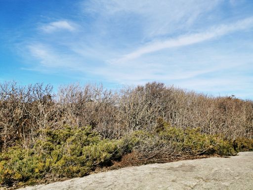 Dry overgrown plants in a rocky landscape against the blue sky in Rakke (Larvik, Norway)