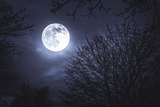Moonlight, moon on a dark cold eerie night behind trees