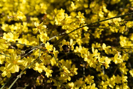 A bumblebee or honeybee pollinating Winter Jasmine - Jasminum nudiflorum