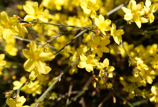 A bumblebee or honeybee pollinating Winter Jasmine - Jasminum nudiflorum