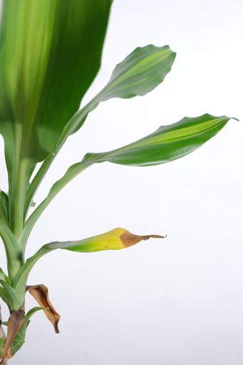 A vertical shot of a houseplant isolated on a white background