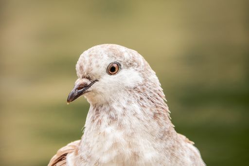 A portrait of an adorable spotted pigeon on the blurred background in the park