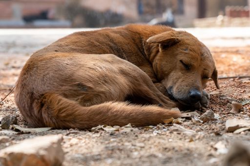 A closeup shot of a cute dog lying on the ground and sleeping