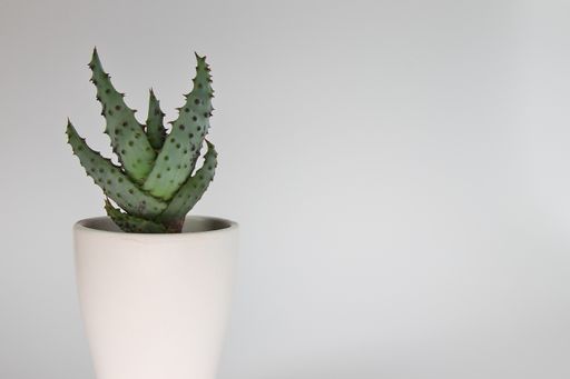 A green succulent plant  in white pot isolated on white background