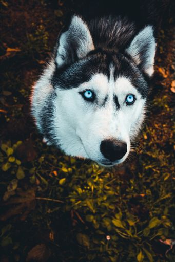 A high angle of a beautiful husky dog with its unique blue eyes