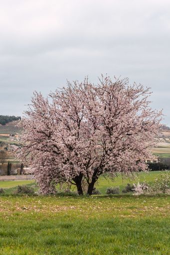 A vertical shot of a beautiful flowering almond tree under a cloudy sky
