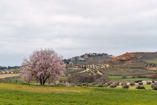A beautiful flowering almond tree in a rural area under a cloudy sky