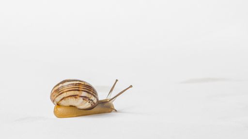 A snail isolated on a white background