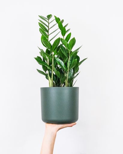 A vertical shot of a person holding a plant in a Zamioculcas pot isolated on a white background