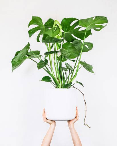 A vertical shot of a person holding a Monstera Deliciosa plant in a Zamioculcas pot isolated on a white background