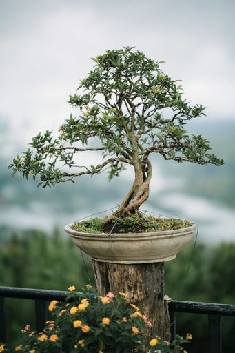 A stunning bonsai garden for outdoor decoration