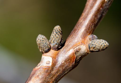 A macro shot of a branch of walnut with buds on a blurred background