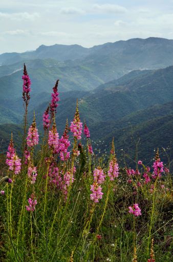Several pink flowers growing on the green landscape of the mountains