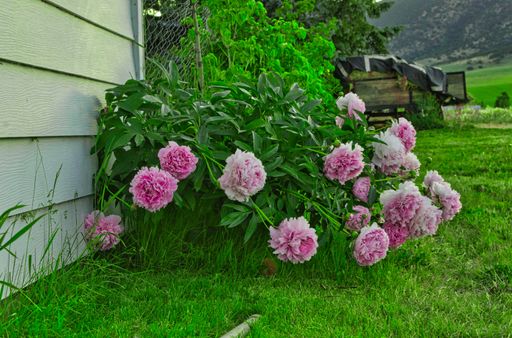A selective focus shot of a peony bush in a rural landscape