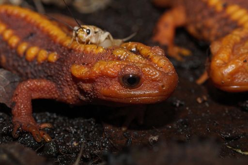 A closeup of orange-colored Huanglian Mountain Crocodile Newt