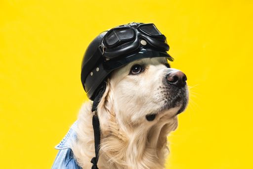 A closeup of a pilot golden retriever isolated on a yellow background