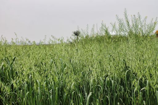 A closeup shot of green corns growing in the field