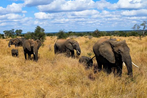 A herd of walking elephants in the Kruger national park in South Africa