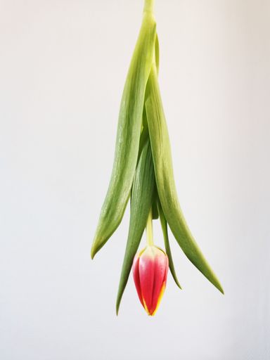 A vertical shot of an upside-down yellow tulip isolated on a white background