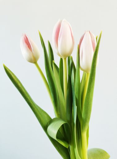 A vertical shot of a bunch of tulips isolated on a white background