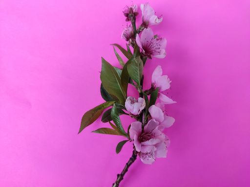 A closeup shot of a sakura tree branch with blooming flowers isolated on pink