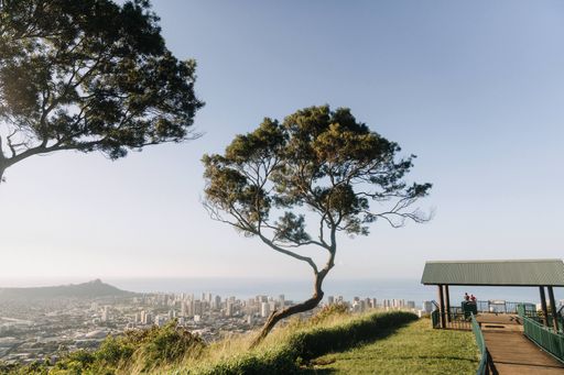 A beautiful shot of a tree in the mountain with an overlooking view of honolulu hawaii in USA