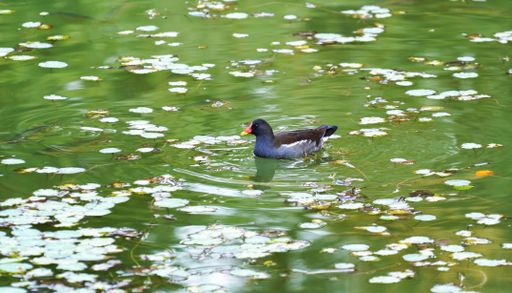 A duck in the lake of a park created for recreation in Bavaria, Germany